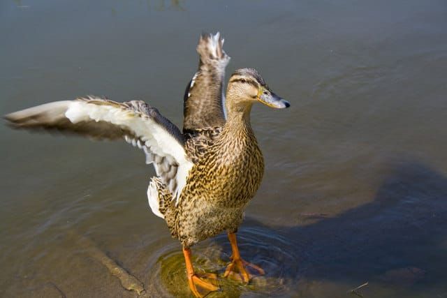 Walden Duck Pond