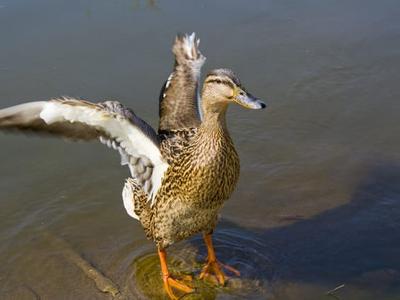 Walden Duck Pond