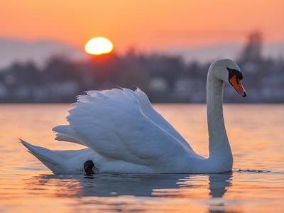 Lake Geneva