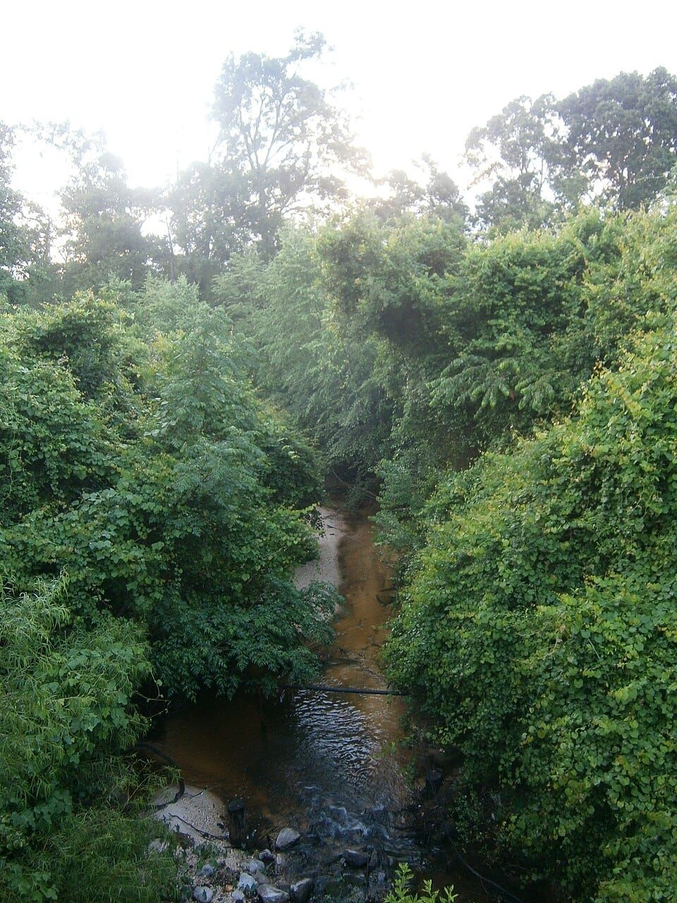 Petal River Park Mtb Trail