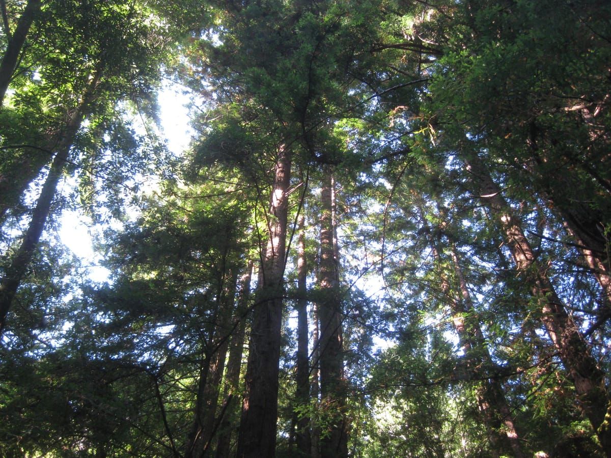 Navarro River Redwoods State Park