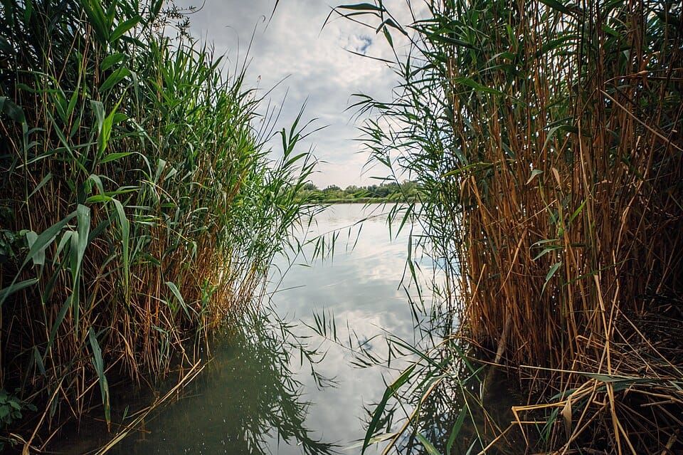 Tall Grass Lakes