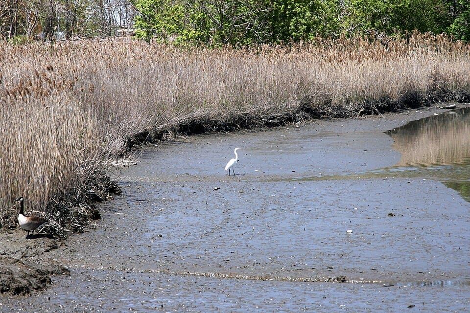 Oakland Lake