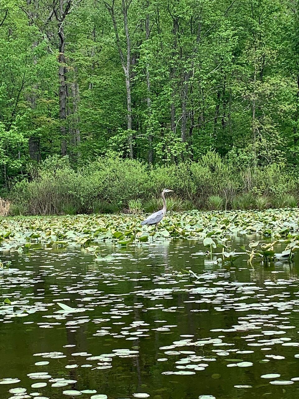 Lake Towhee