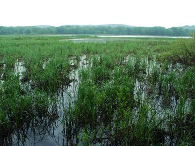 Woodman Lake Sand Prairie And Dead Lake