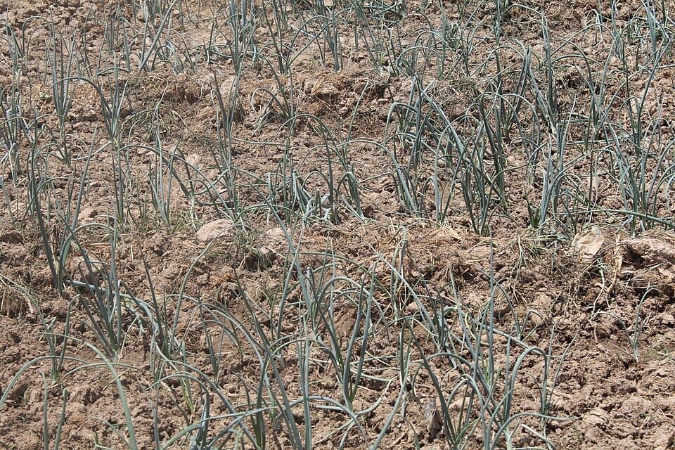 Onion River