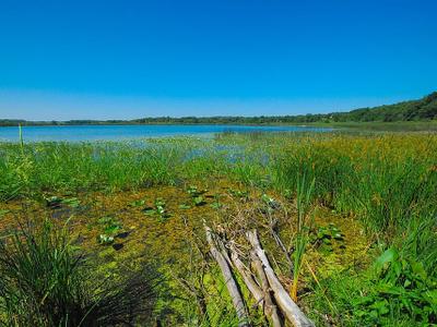 Pickerel Lake