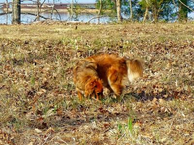 Mallows Bay Park