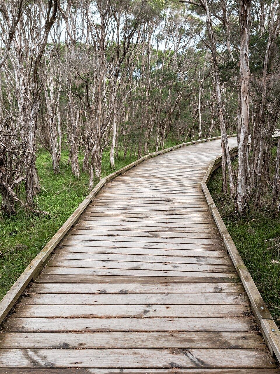 River Road Walking Track