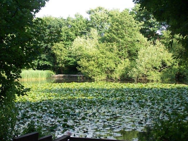 Shirley Pond