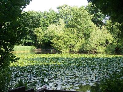Shirley Pond