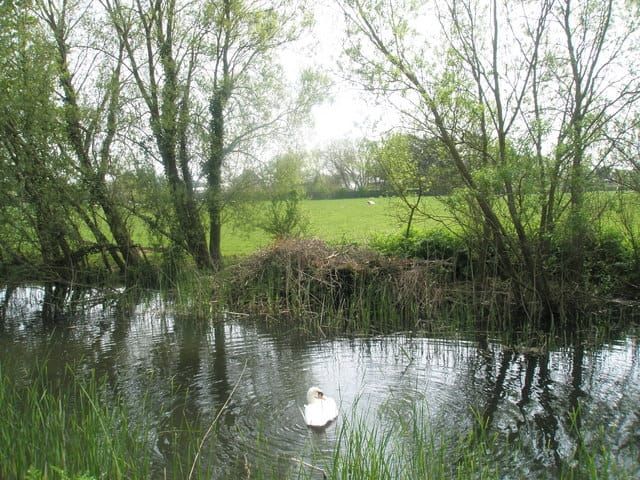 Swan Marina