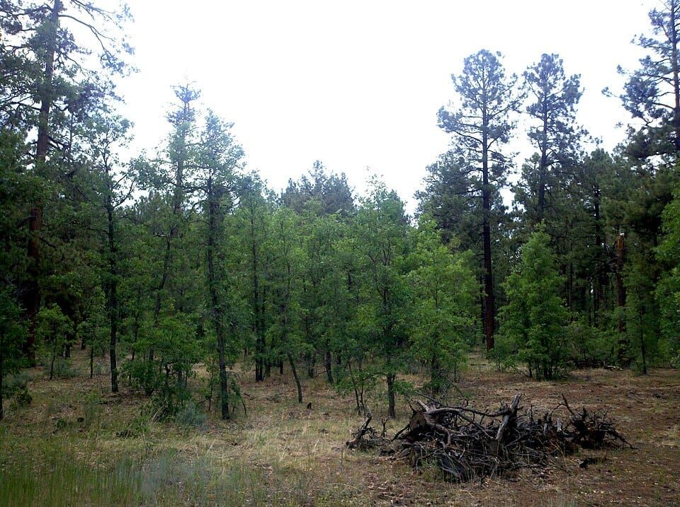 Woodland Lake Park Picnic Site