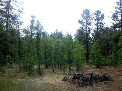 Woodland Lake Park Picnic Site