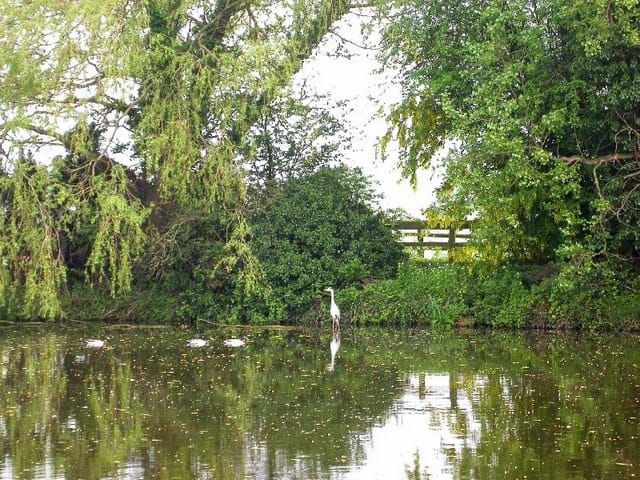 Wynne Lake