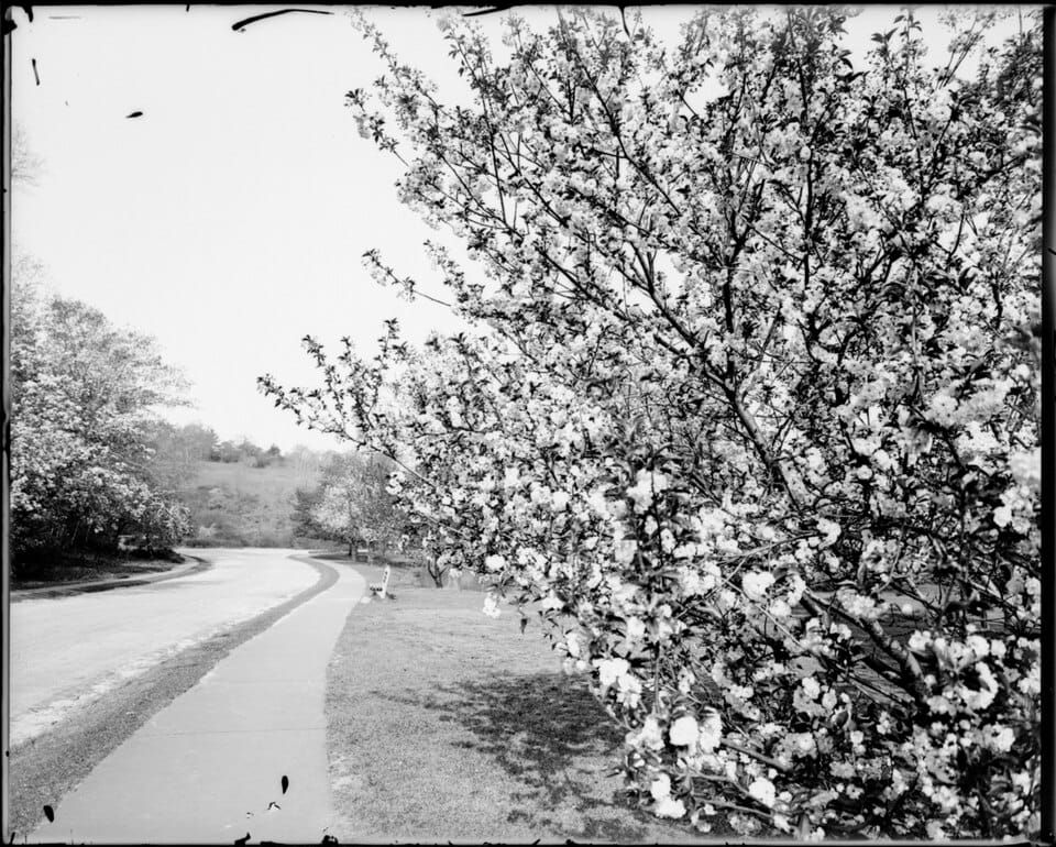 Arnold Pond