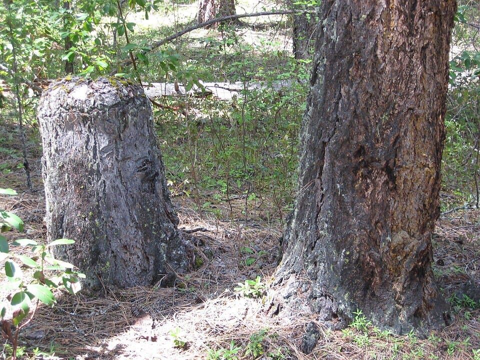 Stump Creek