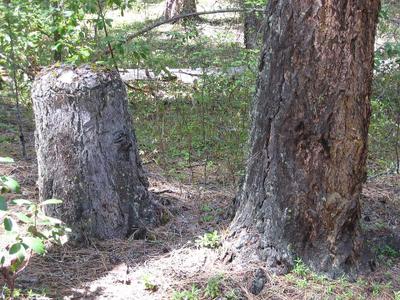 Stump Creek