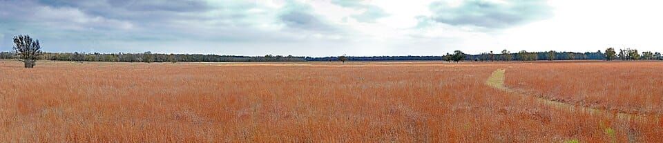 Texas Bayou