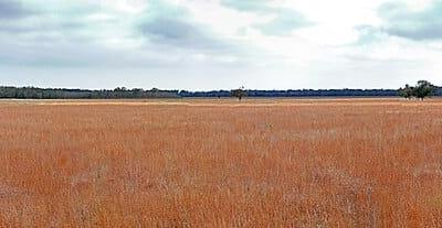 Texas Bayou