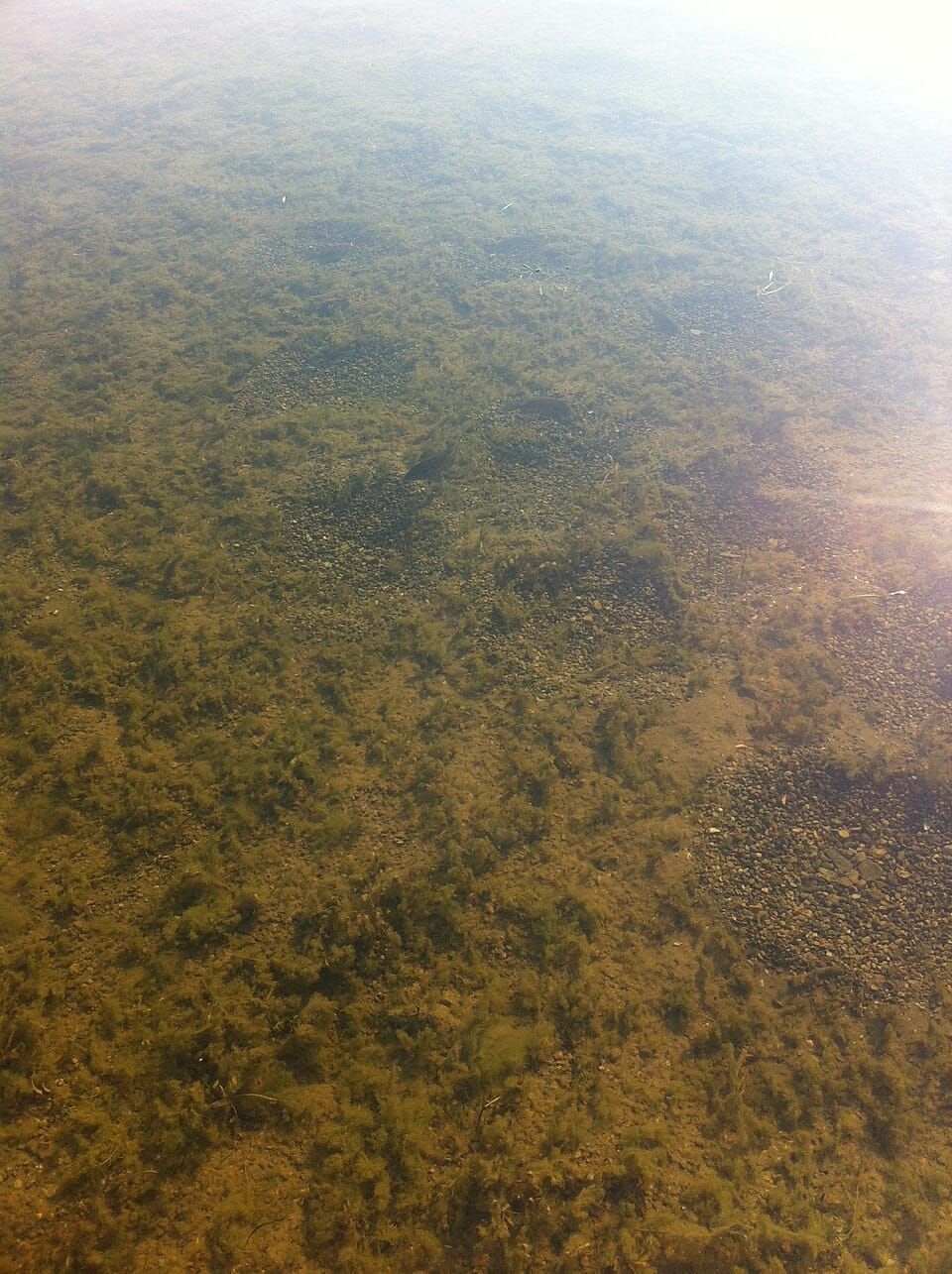 Loon Lake