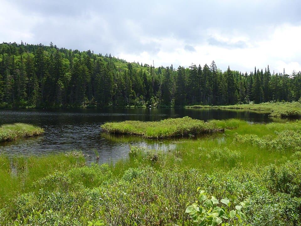 Perry Stream