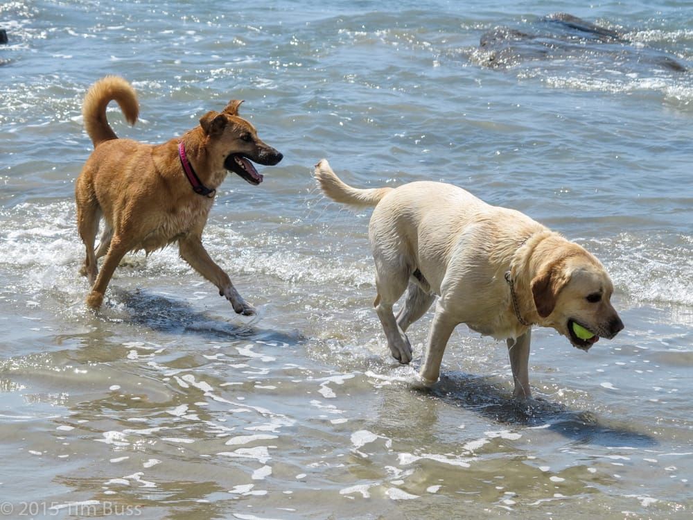 Dog Beach