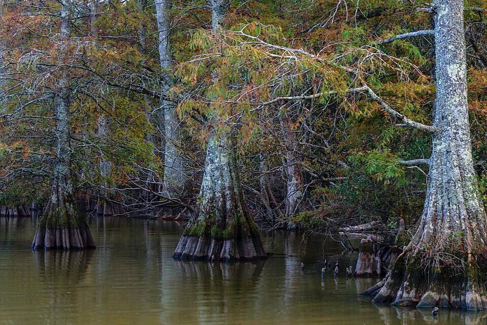 Stumpy Lake Natural Area