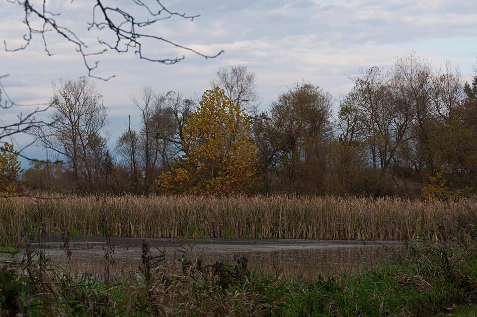 Ellis Pond
