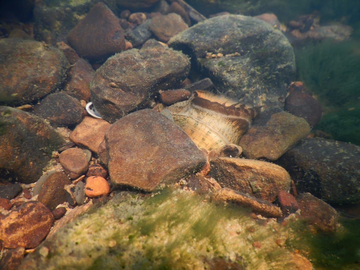 Little Fork River