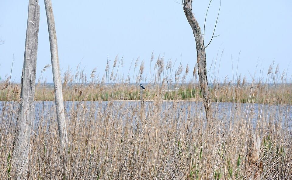 Flag Ponds