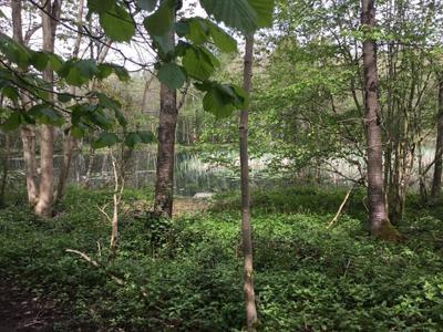 Springwood Lakes