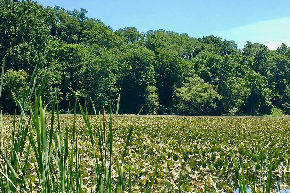 Spring Lake
