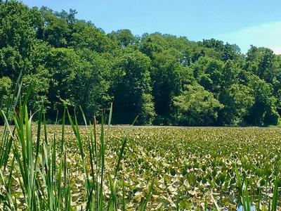 Spring Lake