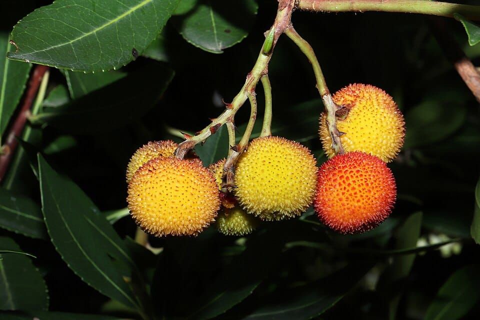 Lake Arbutus