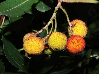 Lake Arbutus