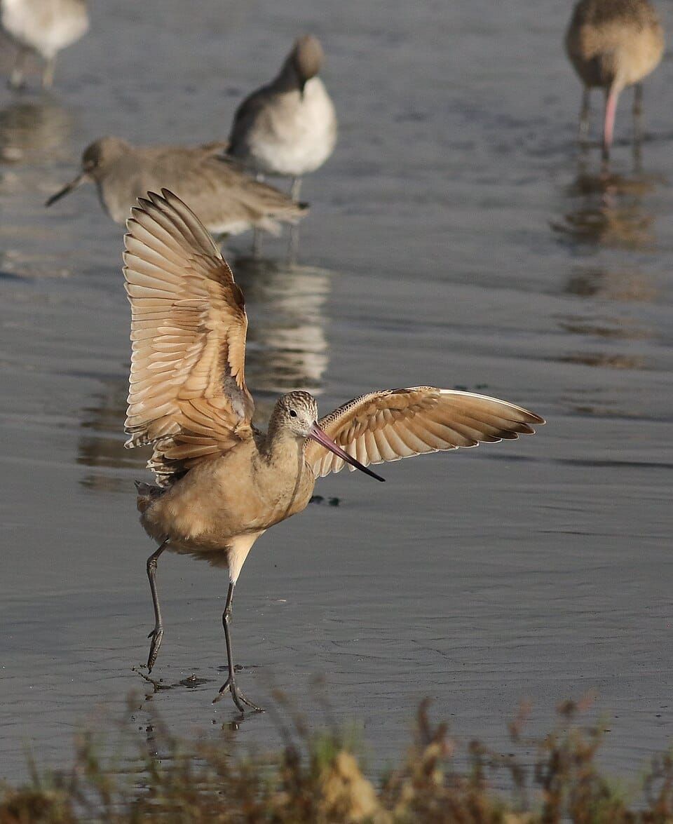 Moss Landing State Beach