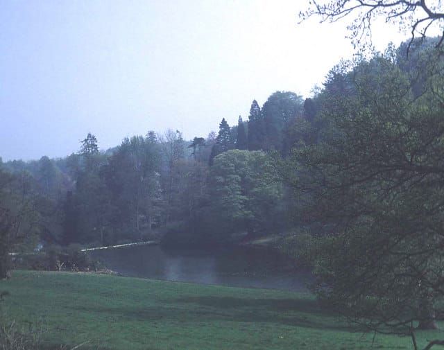Lily Pond