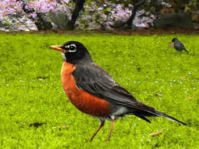 Robin Bird Spring