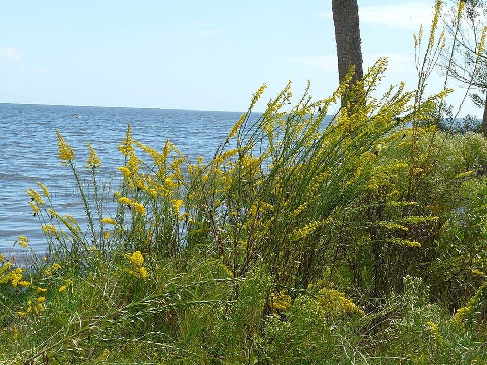 Wakulla Beach