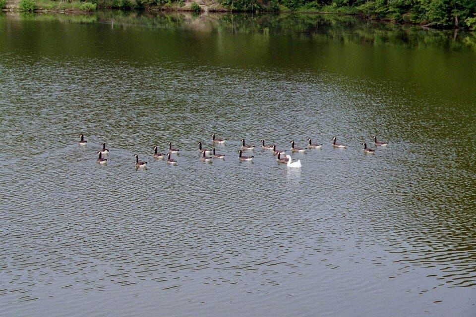 Lake Murphysboro