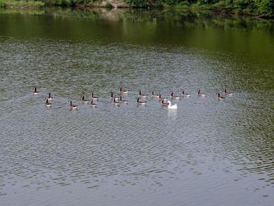 Lake Murphysboro