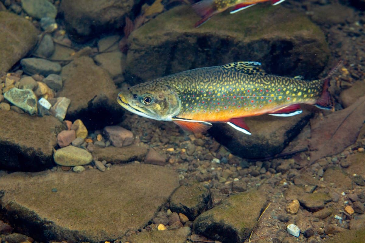 Seneca Creek
