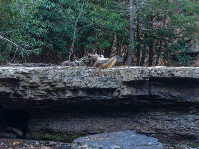 Camp Creek State Park