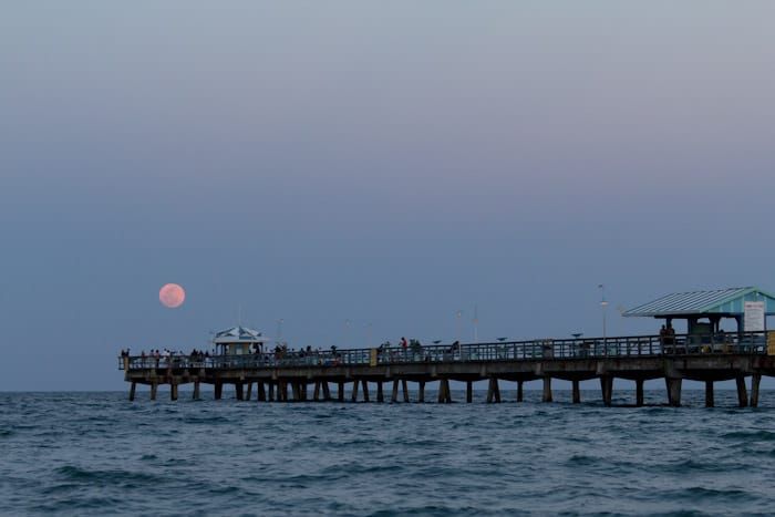 Washingtonia Beach