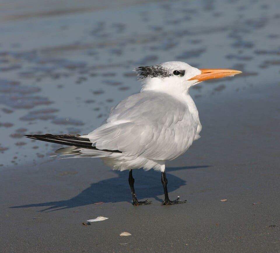 Tybee Island
