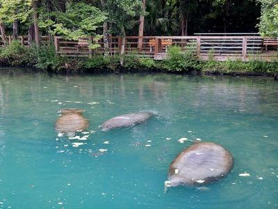 Homosassa Springs