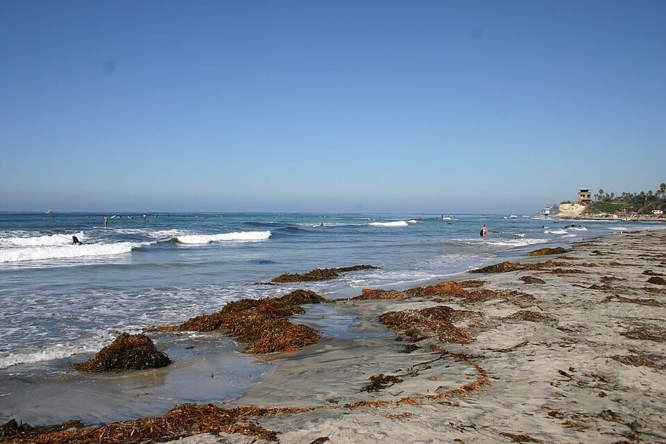Cardiff Beach