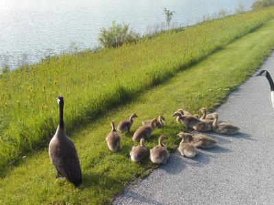 Lake Arlington