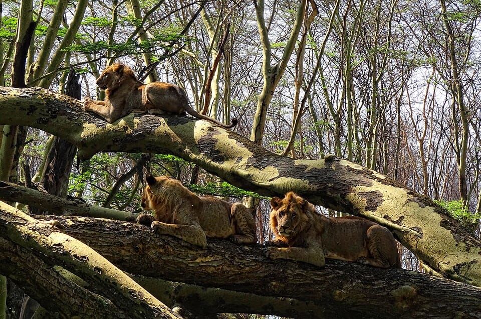 Lions Lake
